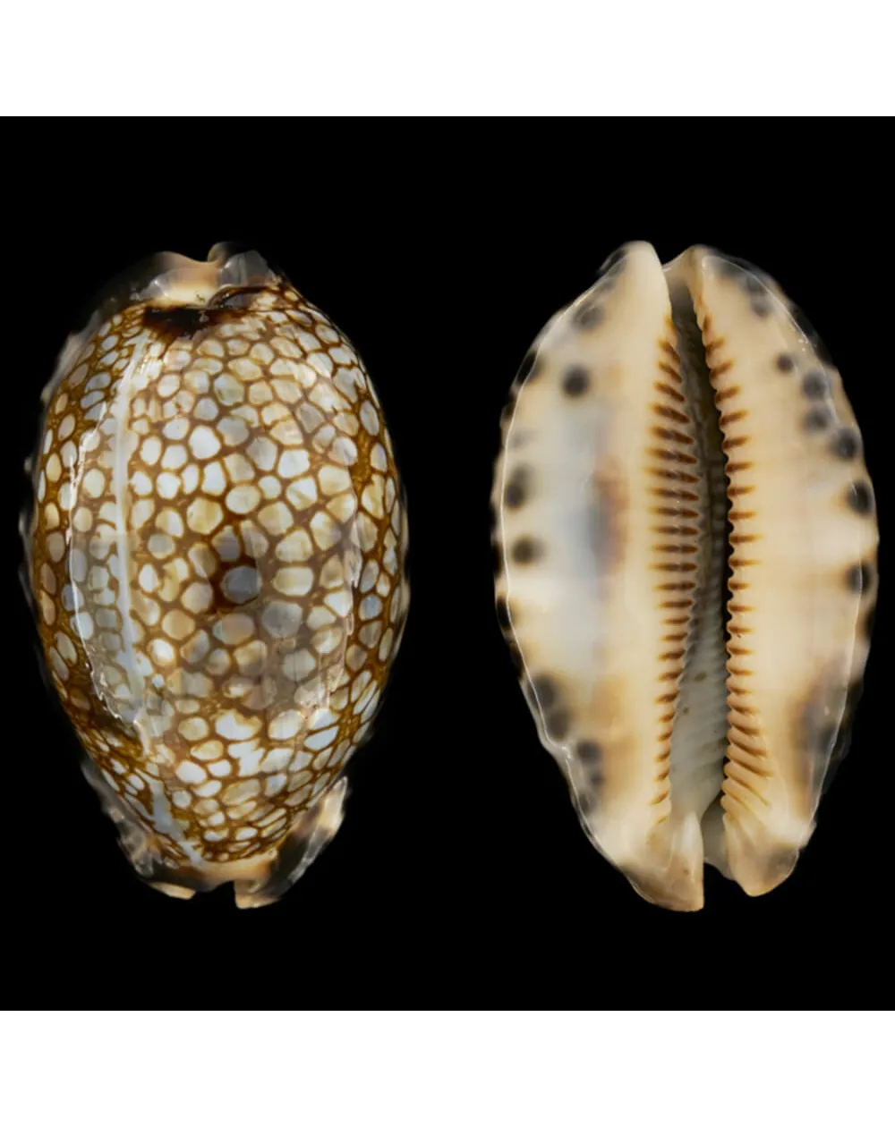 Mauritia Histrio