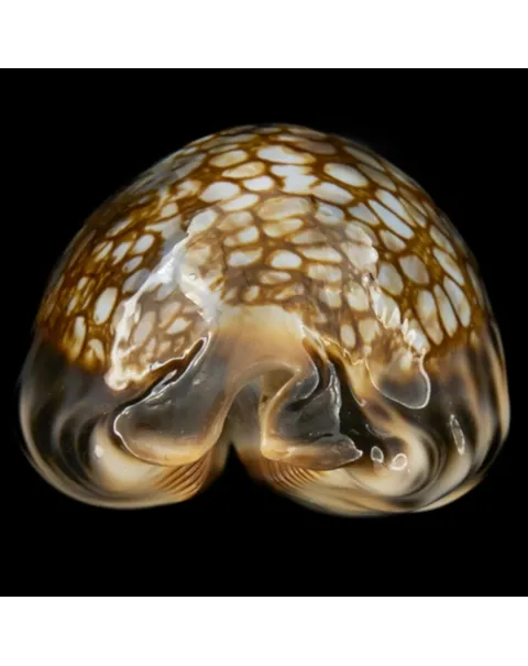 Mauritia Histrio