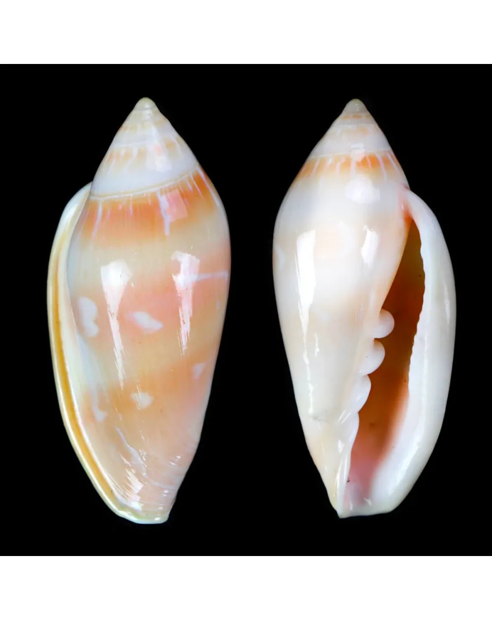 Marginella Desjardini