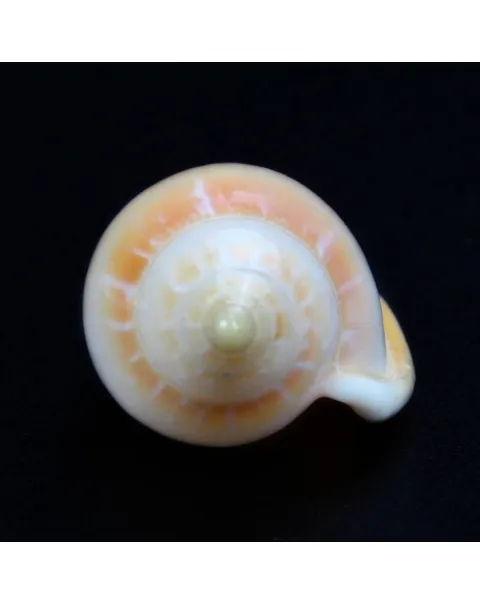 Marginella Desjardini