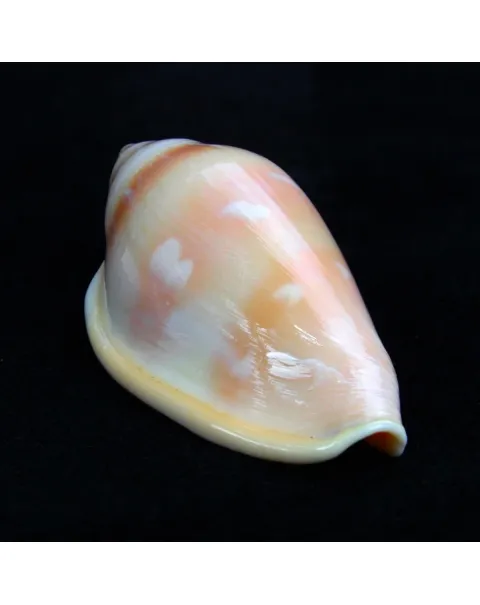 Marginella Desjardini