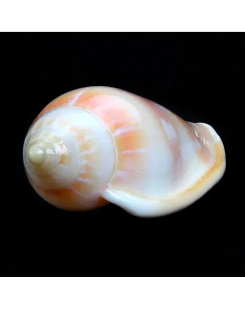 Marginella Desjardini