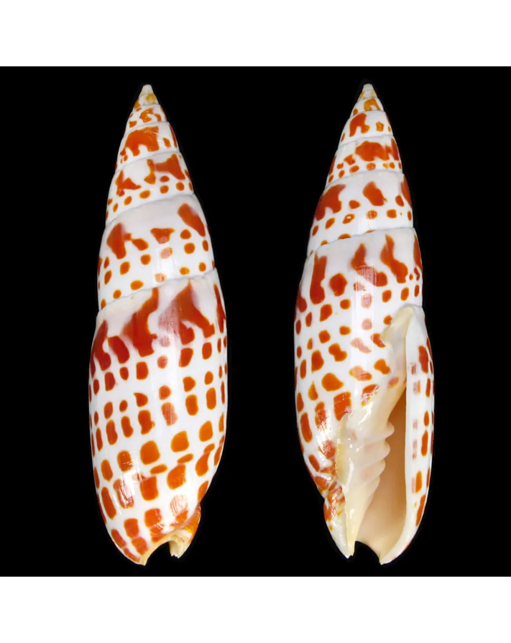 Mitra Mitra Extra