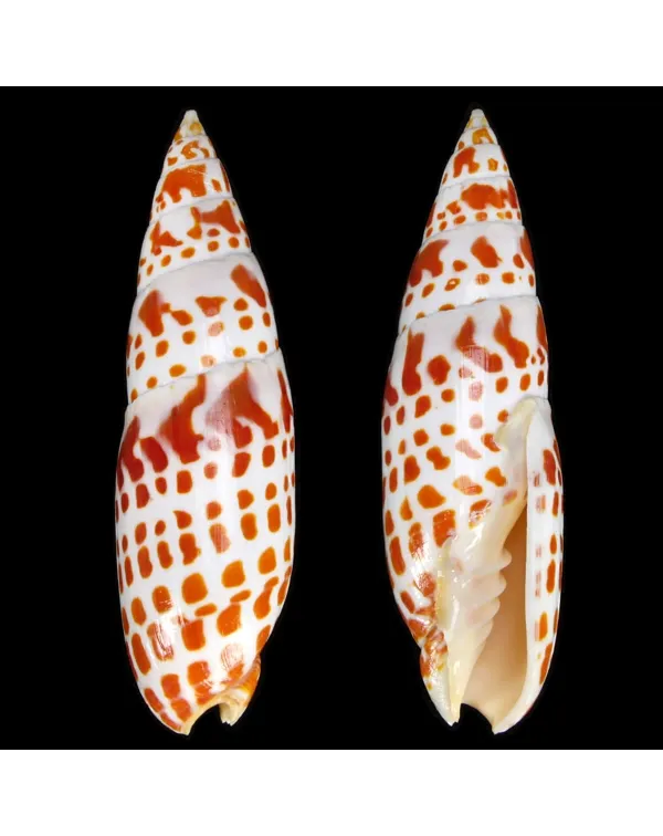 Mitra Mitra Extra