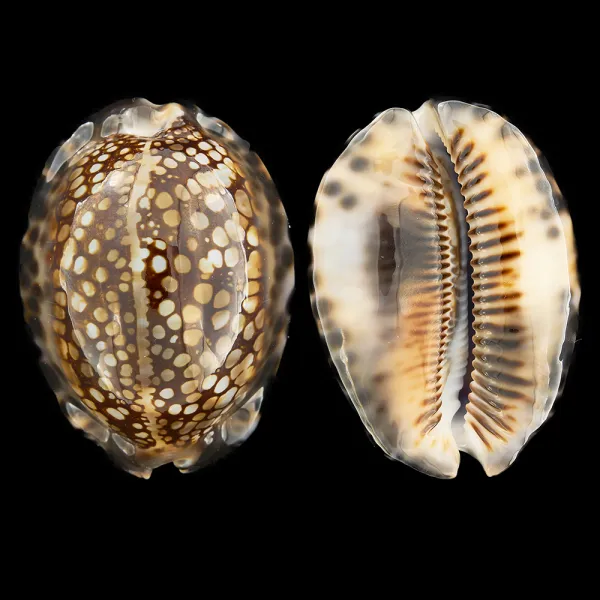 Mauritia Maculifera