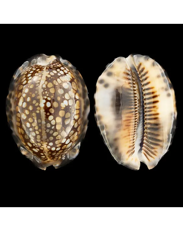 Mauritia Maculifera