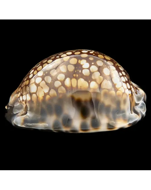 Mauritia Maculifera
