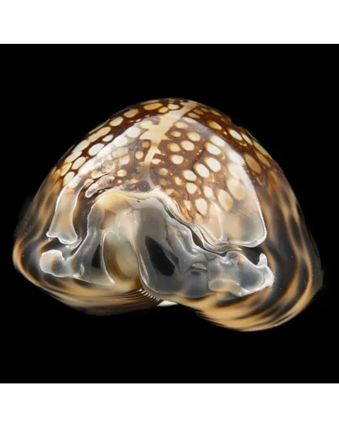 Mauritia Maculifera