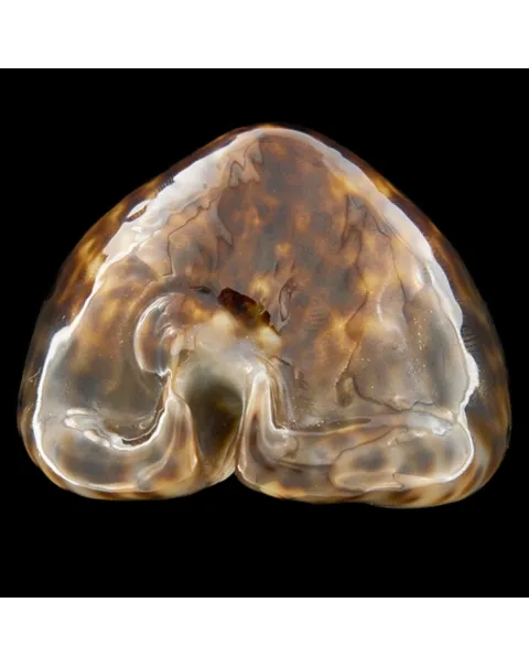 Mauritia Maculifera  