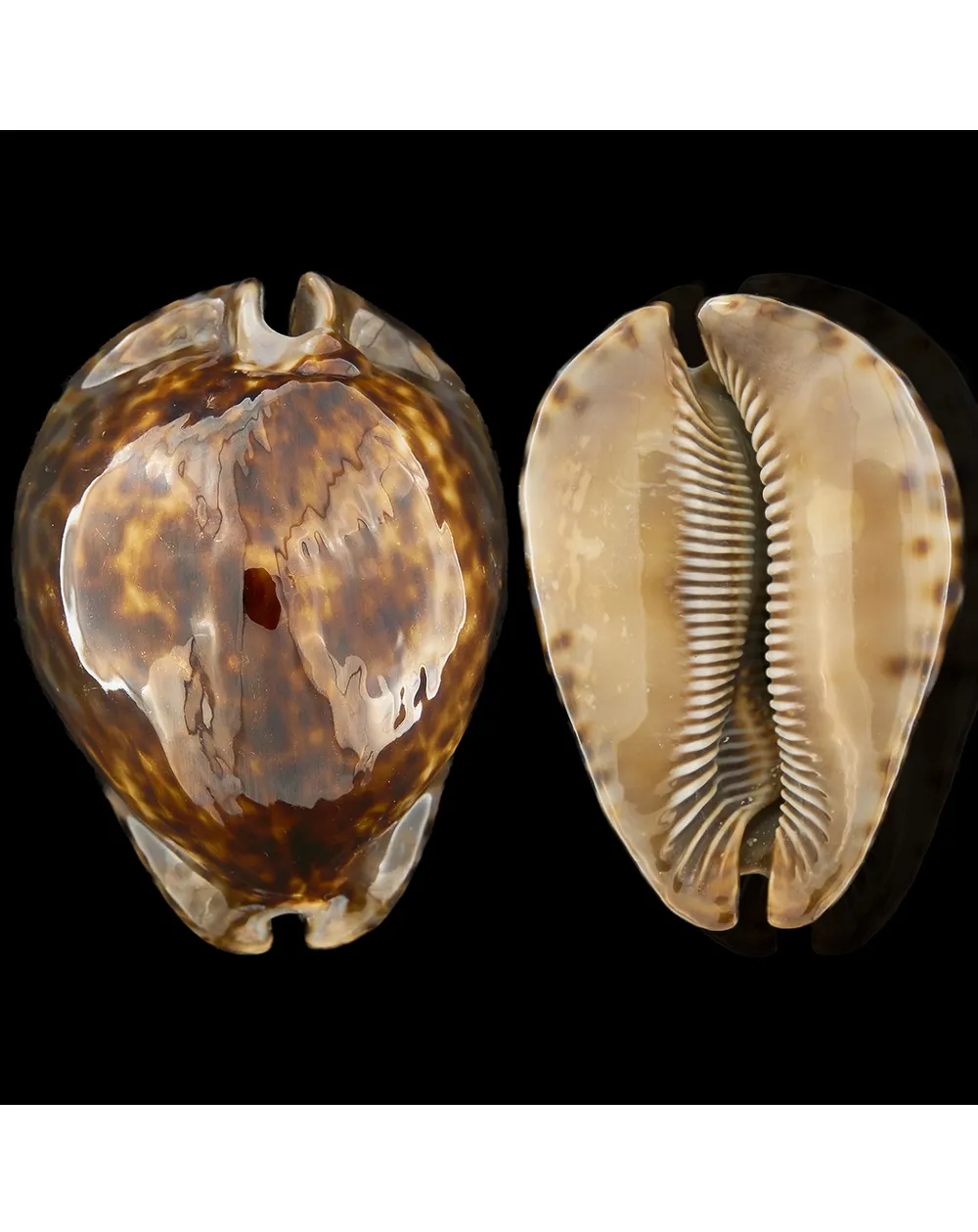 Mauritia Maculifera  