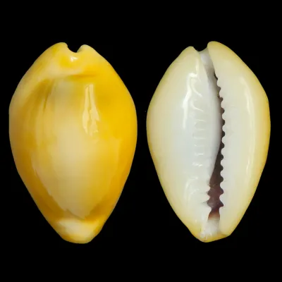 Monetaria Moneta