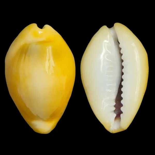 Monetaria Moneta