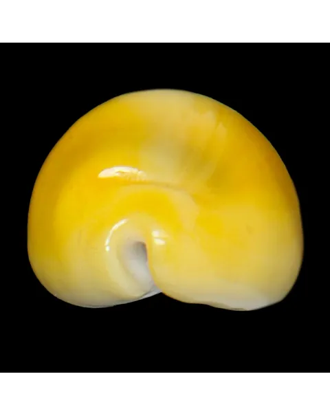 Monetaria Moneta