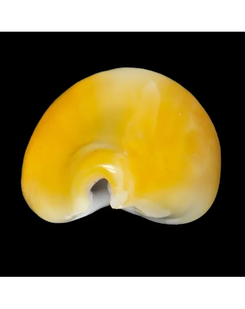 Monetaria Moneta