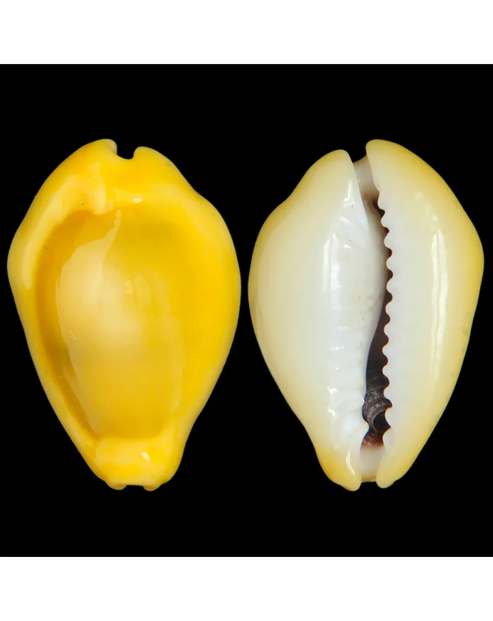 Monetaria Moneta