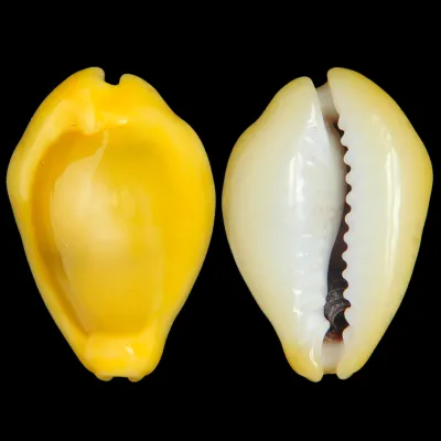 Monetaria Moneta