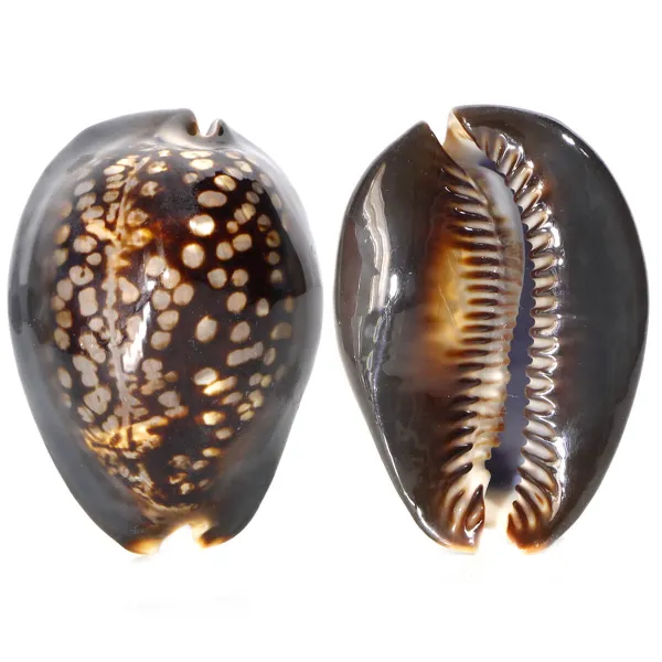 Mauritia Mauritiana