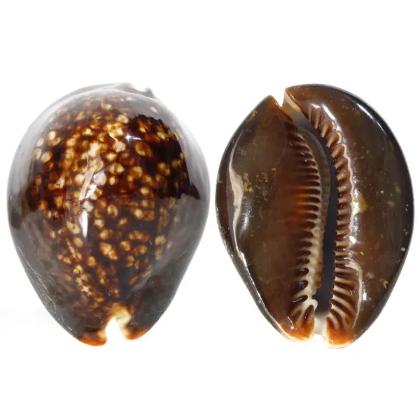 Mauritia Mauritiana