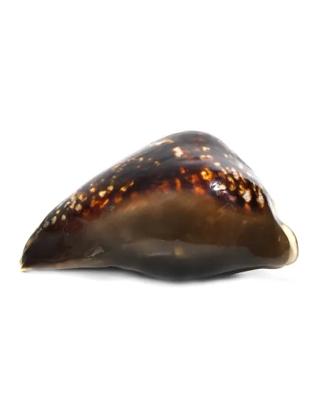 Mauritia Mauritiana