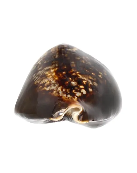 Mauritia Mauritiana
