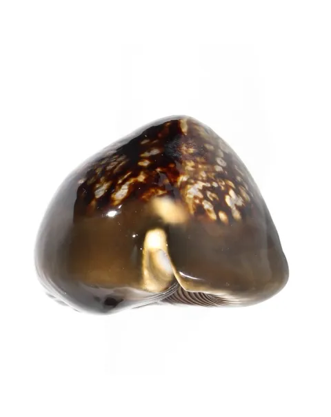 Mauritia Mauritiana