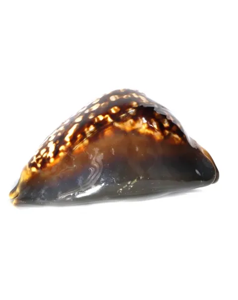 Mauritia Mauritiana