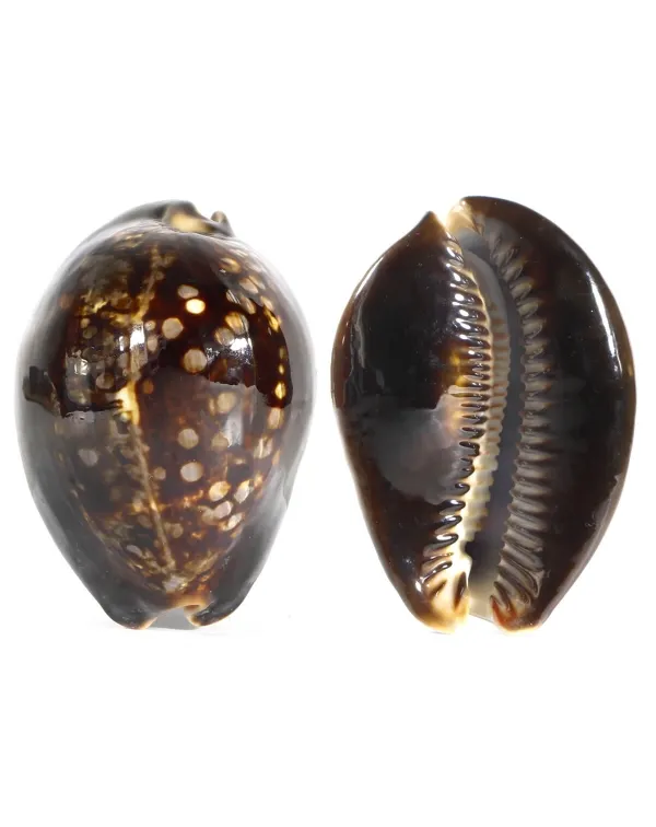 Mauritia Mauritiana