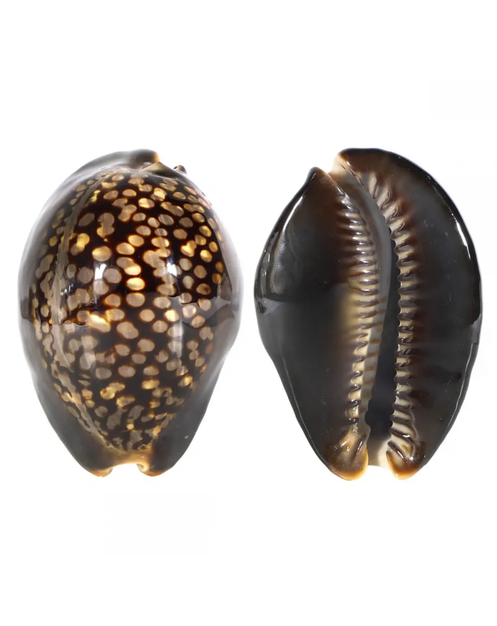 Mauritia Mauritiana