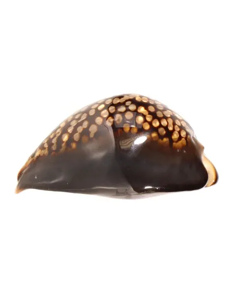 Mauritia Mauritiana
