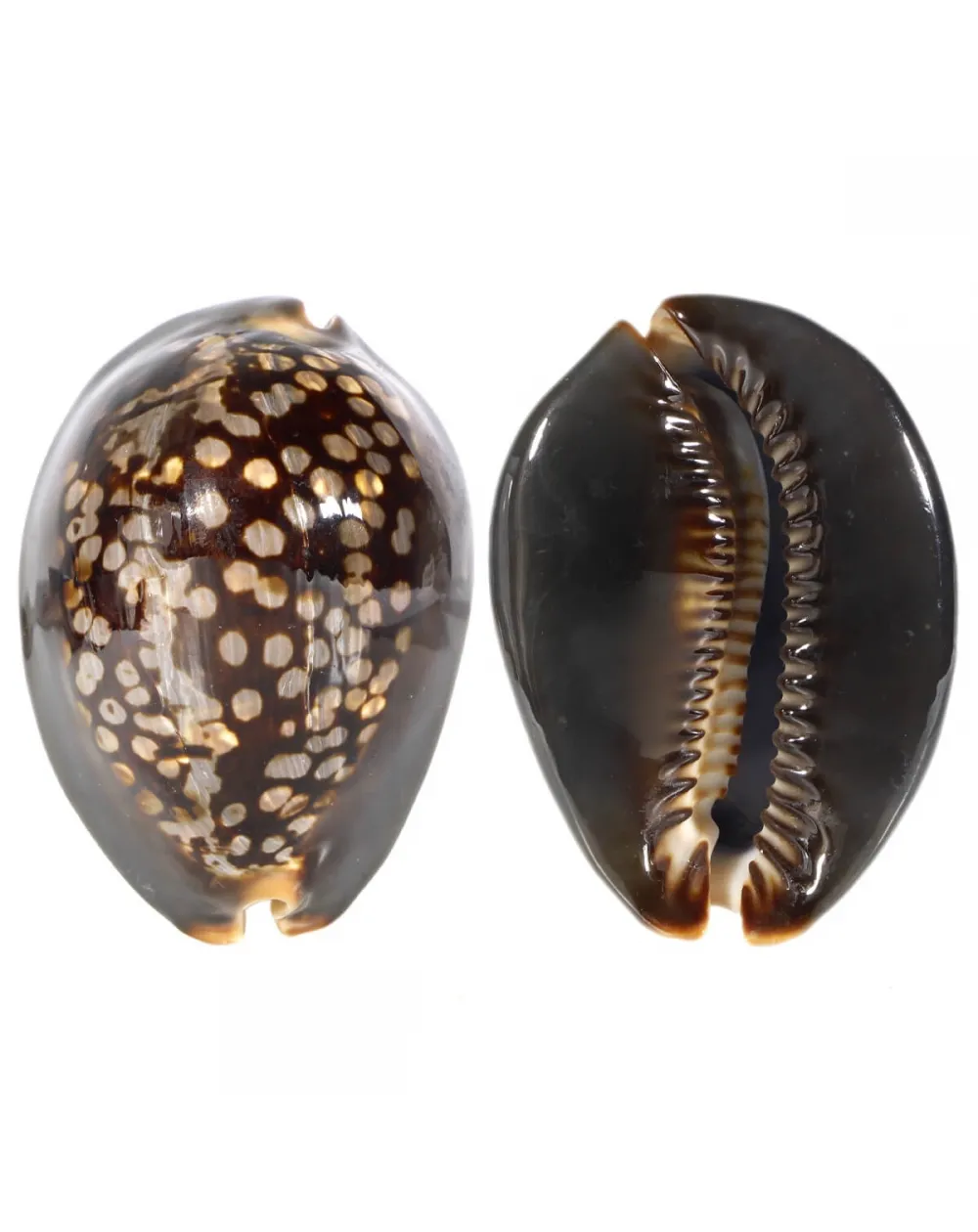 Mauritia Mauritiana