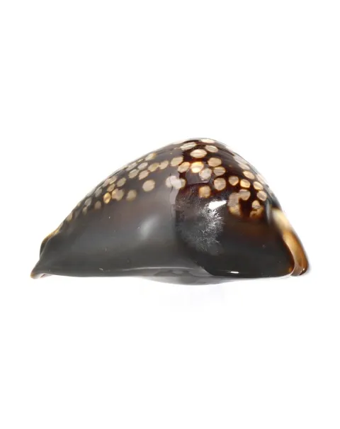 Mauritia Mauritiana