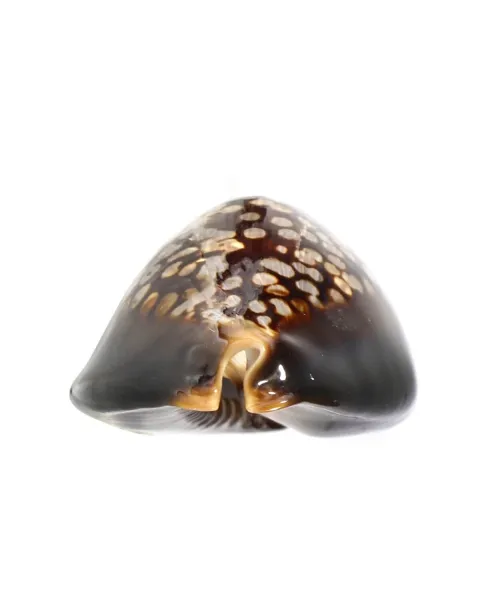Mauritia Mauritiana