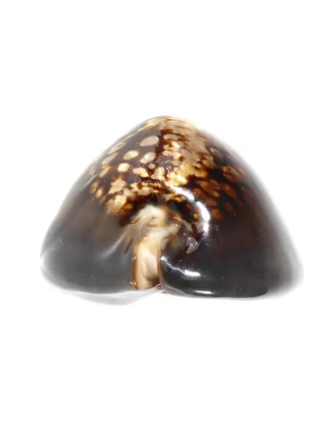 Mauritia Mauritiana