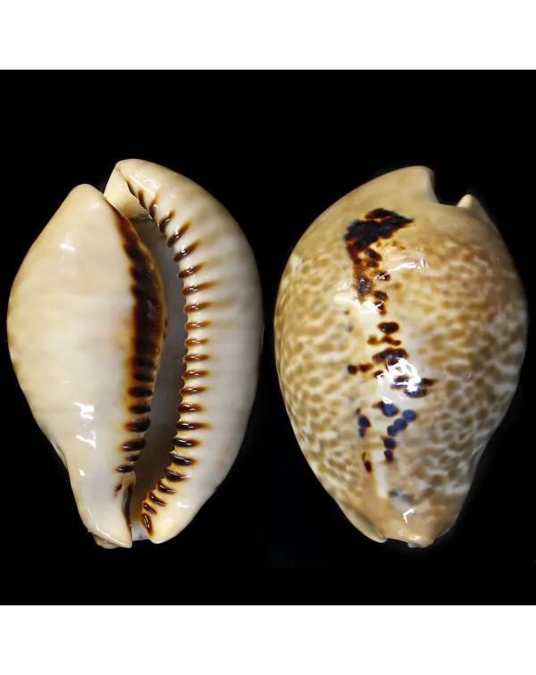 Muracypraea Mus