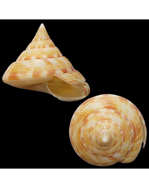 Perotrochuss Caledonicus