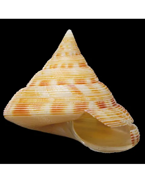Perotrochuss Caledonicus