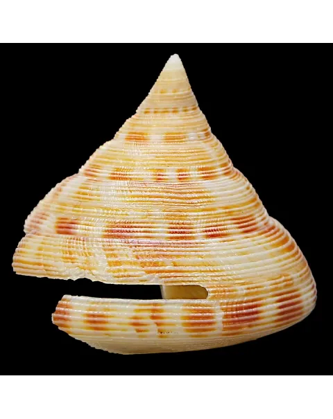 Perotrochuss Caledonicus