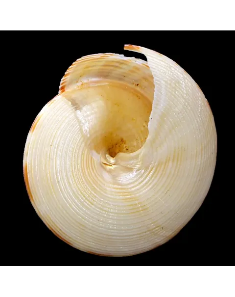 Perotrochuss Caledonicus