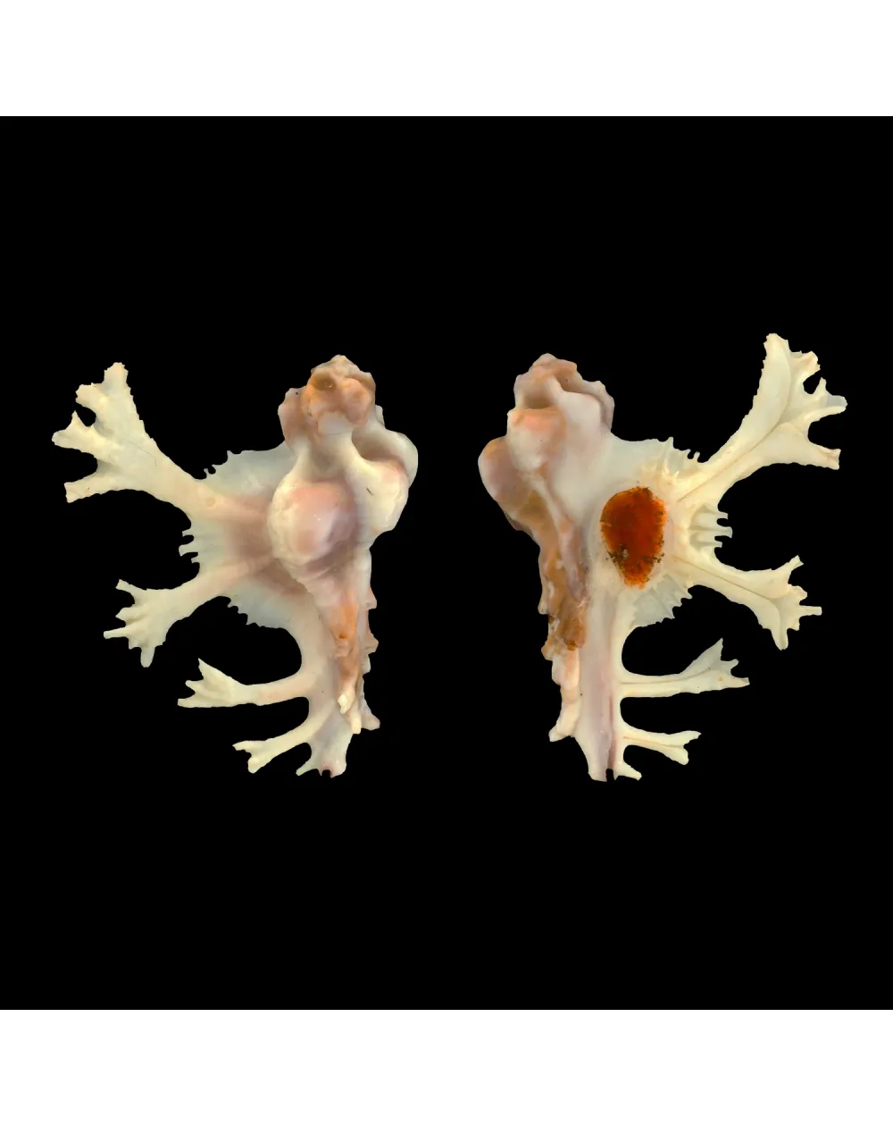 Homalocantha Anatomica