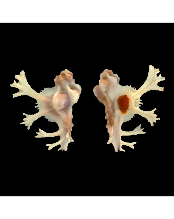 Homalocantha Anatomica