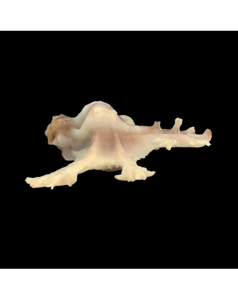 Homalocantha Anatomica