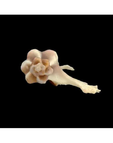 Homalocantha Anatomica