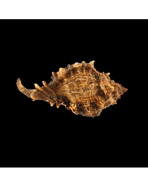 Phyllonotus Pomum
