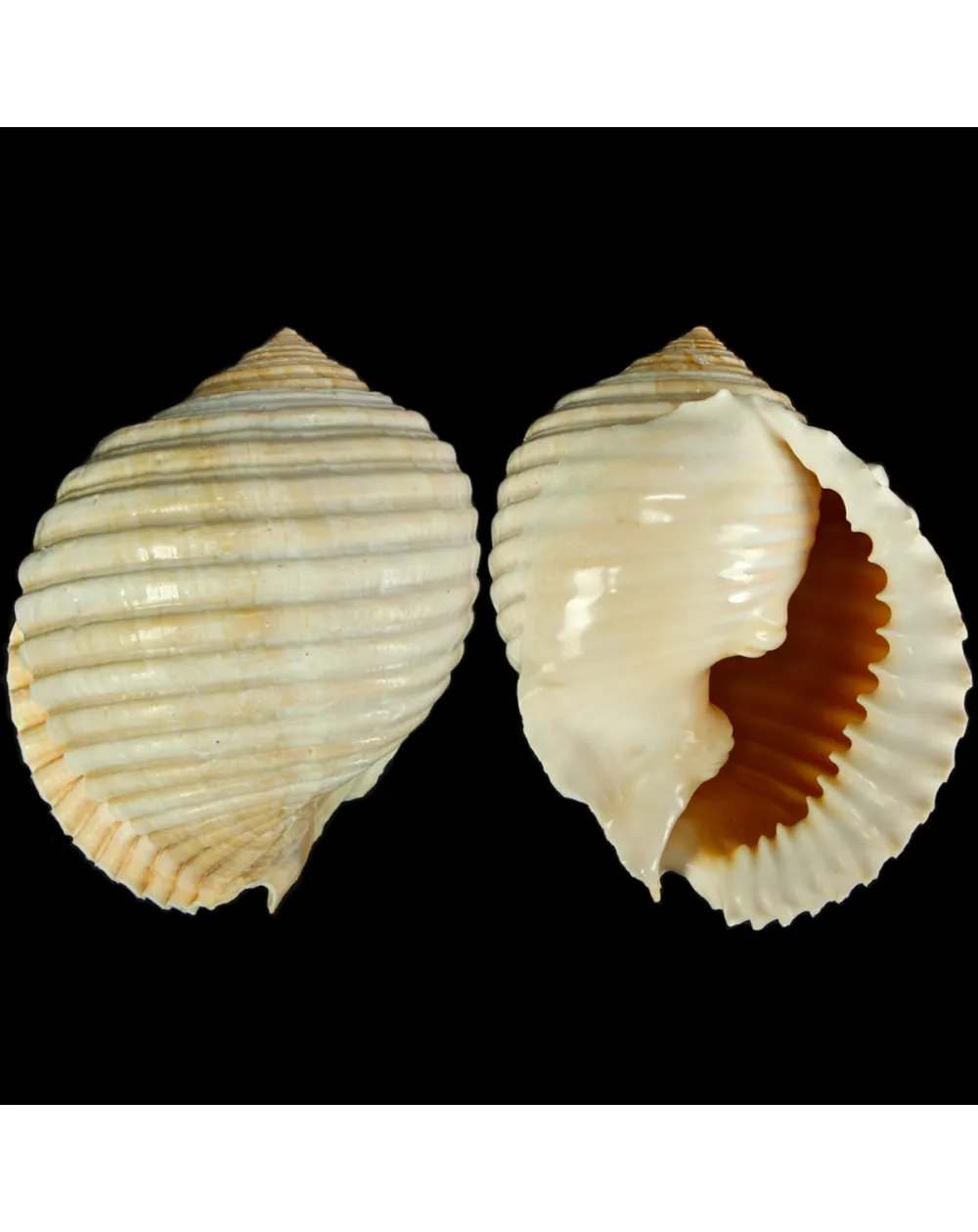 Malea Ringens