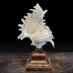Muricidae e Design (16)