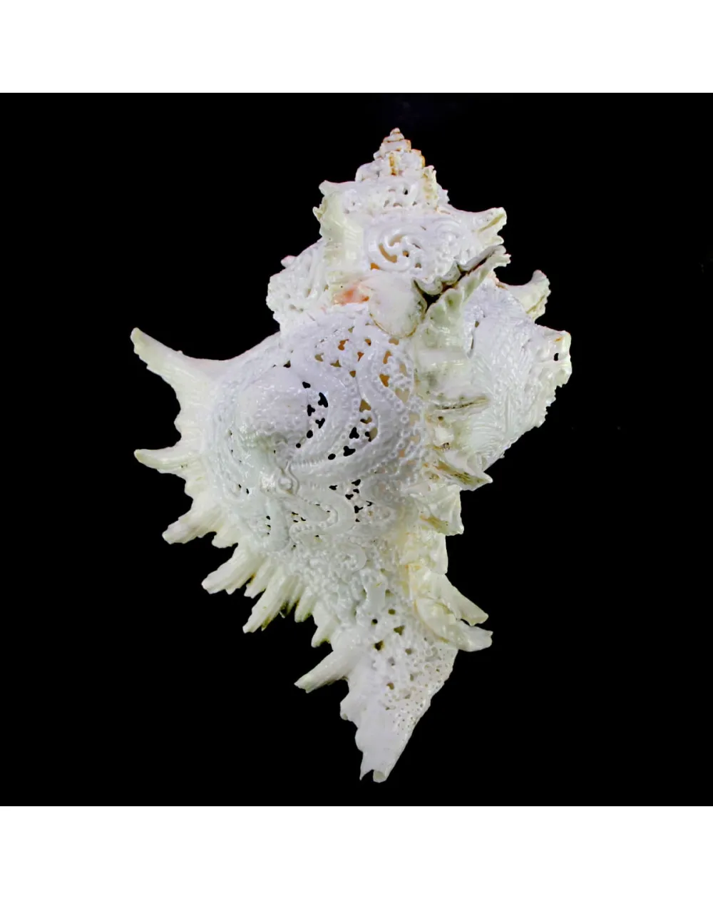 Chicoreus Ramosus Extra Intarsiato