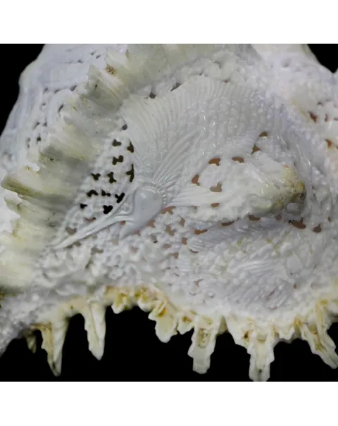 Chicoreus Ramosus Extra Intarsiato