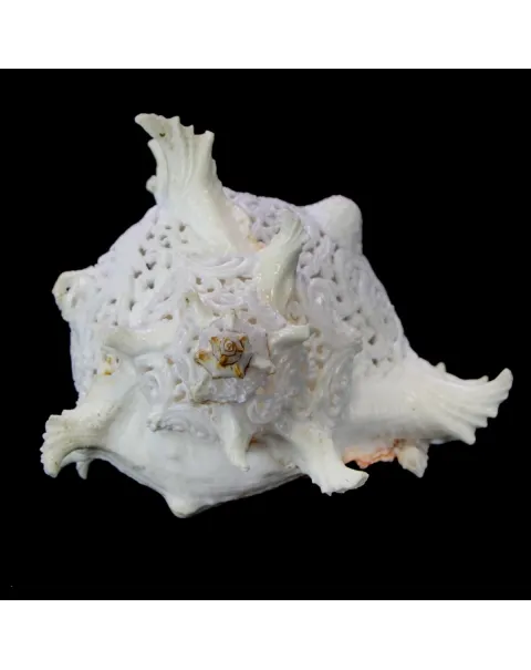 Chicoreus Ramosus Extra Intarsiato
