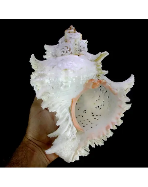Chicoreus Ramosus Extra Intarsiato