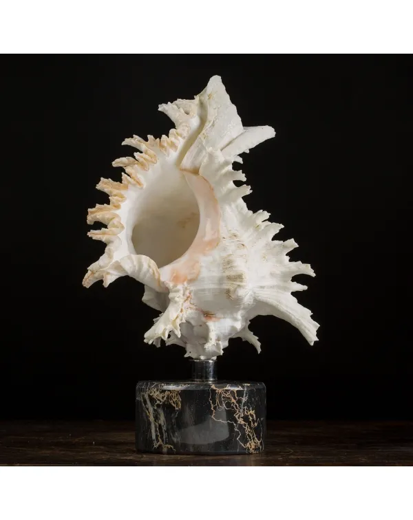 Chicoreus Ramosus Extra
